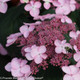 Pink Let's Dance Starlight Hydrangea Lacecap Flower's Dance Starlight Hydrangea Lacecap Flower