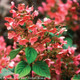 Red Quick Fire Hydrangea Flower Close Up