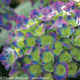 Green, Blue and Purple Cityline Rio Hydrangea Flower Head