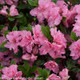 Bloom-A-Thon Pink Azalea Flowers and Foliage