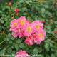 Oso Easy Double Pink Rose Flowers and Foliage