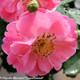 Oso Easy Pink Cupcake Rose Flower Petals Close Up