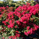 Infinitini Watermelon Crape Myrtle Foliage and Flowers