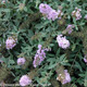Lo and Behold Lilac Chip Butterfly Bush Foliage and Flowers