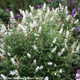 Large Miss Pearl Butterfly Bush Blooming