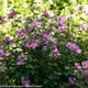 Purple Satin Rose of Sharon Shrub Covered in Flowers