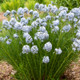 String Theory Amsonia Plants Flowering and Foliage in the Spring