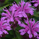 Pardon My Lavender II' Monarda didyma flowering