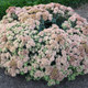 healthy ROCK 'N GROW® 'Coraljade' Sedum