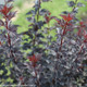 Summer Wine Black Ninebark Branches With Leaves