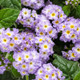 Augusta® Lavender Heliotrope Flowers and Foliage