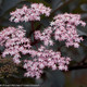 White and Pink Black Beauty Elderberry Flowers Close Up