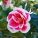 Christmas Carol™ Camellia Flower close up