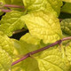 Feathered Friends Tropical Toucan Ajuga leaves close up