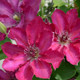 Garland® Tekla Clematis flower