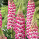 WESTCOUNTRY Rachel de Thame Lupine blooming