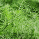 Fennel foliage