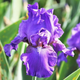 His Royal Highness Tall Bearded Iris Flower Petal Close Up