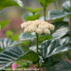 All That Glows Viburnum Branch with Flowers Up Close