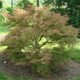 Baldsmith Japanese Maple Growing in the Landscaping