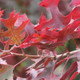 Scarlet Oak Tree Foliage in the Fall