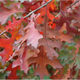 Pin Oak Foliage Close Up