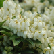 Cavatine Dwarf Pieris Blooms & Leaves