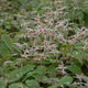 Domino Barrenwort Foliage and Blooms Close Up