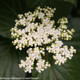 Shiny Dancer Viburnum Flowers