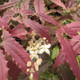 Sandy Claws Barrenwort Flowers and Leaves