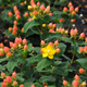 Pumpkin St. Johns Wort Stems with Leaves and Flowers