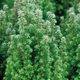 Top Point Dwarf White Cedar Foliage Growing