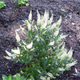 Sweet Pepperbush Growing in the Shade