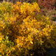 Ruby Spice Summersweet Covered in Foliage