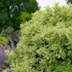 Ivory Halo® Dogwood Foliage in the Sunlight