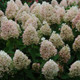 Sweet Summer Hydrangea Covered in Blooms