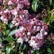 Carousel Mountain Laurel Blooming