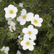 Mckays White Potentilla Flower Close Up