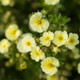 Lemon Meringue Potentilla Flowering