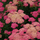 Sassy Summer Taffy Yarrow Flowers Close Up