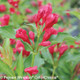 Sonic Bloom Red Weigela Flowers and Foliage