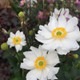 Snow Angel Windflower Flowering