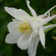 Earlybird™ White Columbine Petals Close Up