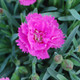 Everlast™ Orchid Pinks Dianthus Flower and Leaves