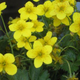 Appalachian Barren Strawberry Geum Blooming