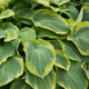 Earth Angel Hosta Foliage