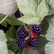 Black Satin Thornless Blackberry Berries Close Up