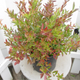 Burgundy Lowbush Blueberry in Table Planter