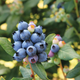 Perpetua® Blueberry Berries Close Up