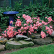 Coral Flower Carpet Rose in the Landscaping